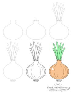 How To Draw An Onion Step By Step - EasyLineDrawing