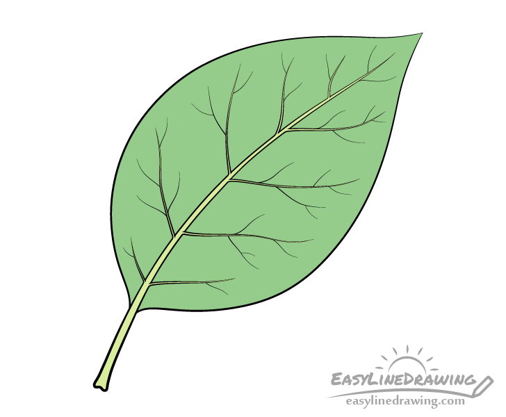 leaf drawing color