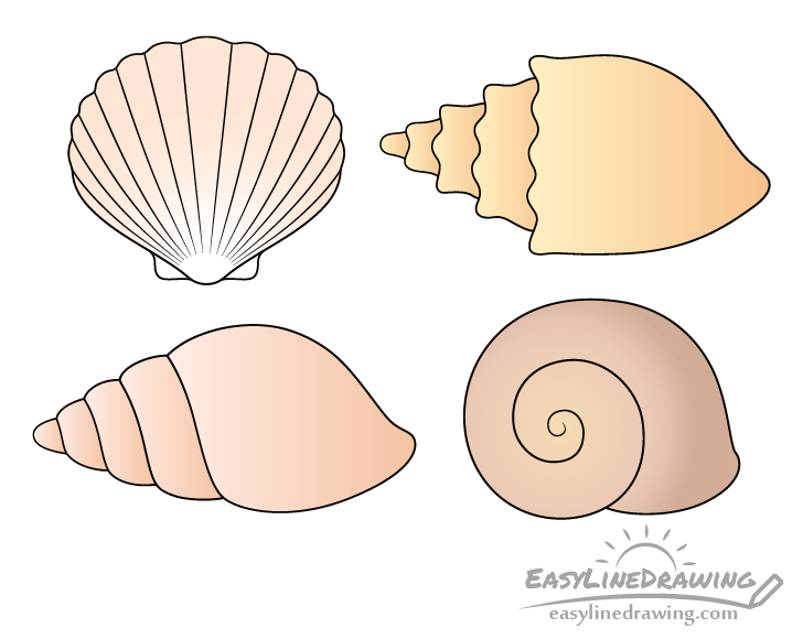 How to Draw Shells Step by Step  EasyLineDrawing