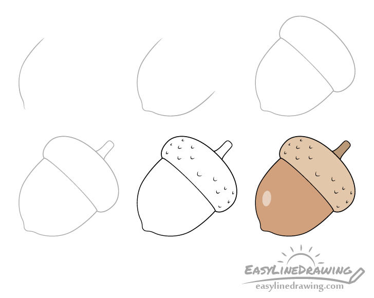How to Draw an Acorn Step by Step - EasyLineDrawing