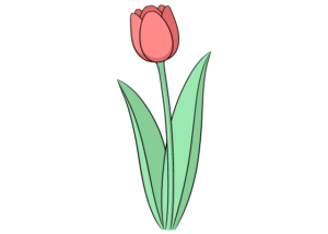 Tulip drawing tutorial